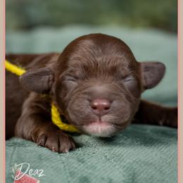 Sydney - Brown female Cockapoo puppy in Connersville, Indiana from Deaz Doodle Ranch