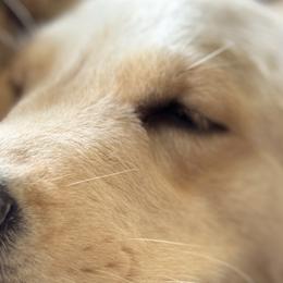Golden Retrievers from LeBeau Goldens of Maine