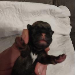 Pug Puppies from Gadsden Pugs