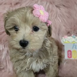 Cricket - Champagne female Maltipoo puppy in Lebanon, Kentucky from Mosaic Merle Doodles