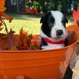 Border Collie puppies from Michelle's Border Collies