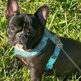 Luna - French Bulldog