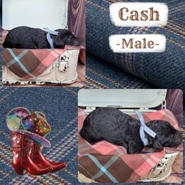 Cash - Black male Goldendoodle puppy in Grabill, Indiana from Rose's Doodles