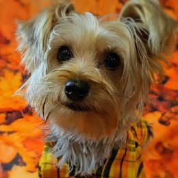 Eddie - Yorkshire Terrier