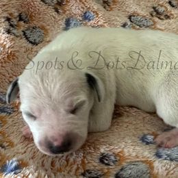 No collar - White and black female Dalmatian puppy in Jacksonville, North Carolina from Spots and Dots Dalmatians