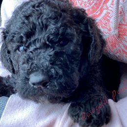 Poodle Puppies from Rosegold Poodles