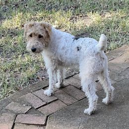 Bristle - Wire Fox Terrier