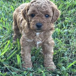 Joy - Golden female Cockapoo puppy in Gay, Georgia from That’s My Puppy
