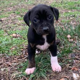 Girl 4 - Black female Catahoula Leopard Dog puppy in Gadsden, Alabama from Rich Cat’s