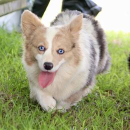 Muffin - American Corgi