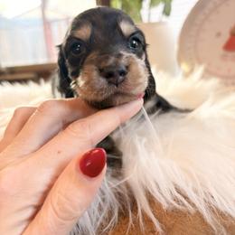 Winton - Black and cream male Dachshund puppy in Missoula, Montana from The Dainty Dachshund