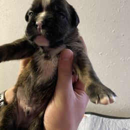 Boxer Puppies from Tracy's Boxers