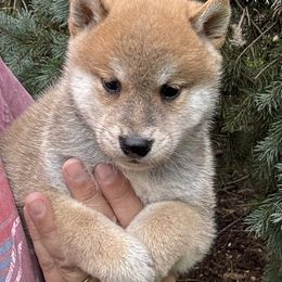 Red boy 2 - Red male Shiba Inu puppy in Winthrop, Minnesota from Kayobi Shibas