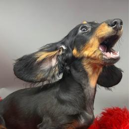 Girl 2 - Black and tan female Dachshund puppy in Salyersville, Kentucky from Lavendell Dachshunds