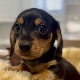Heidi Mae - Black and tan female Dachshund puppy in Chesterfield, Virginia from Dachshund’s of Elko Farms