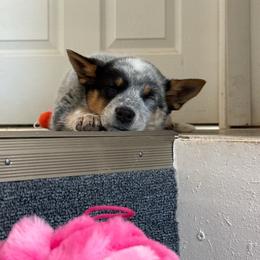 Khaos - Blue mottled female Australian Cattle Dog puppy in Rock Point, Arizona from Tully’s Cattledogs