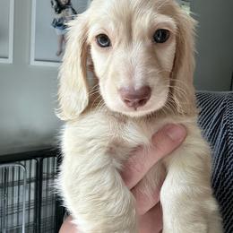 Tater - Cream male Dachshund puppy in Mascot, Tennessee from Magnolia Pearl Dachshunds