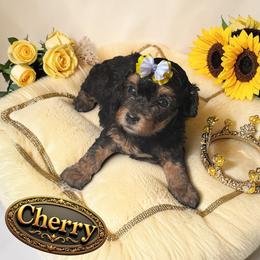 Cherry - Phantom female Poodle puppy in Davie, Florida from Sweet Peluditos