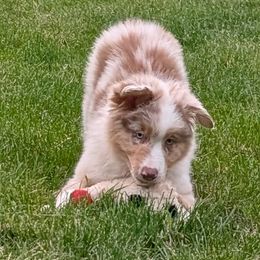 Mac - Red merle male Australian Shepherd puppy in East Lansing, Michigan from Gamber Australian Shepherds