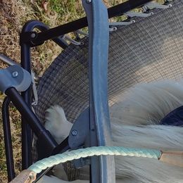 Collies from Collies
