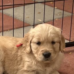 Ruby - Golden female Golden Retriever puppy in Pueblo, Colorado from GR8 Goldens