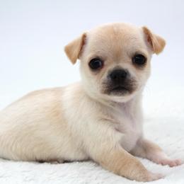 Plum - Cream female Chihuahua puppy in Forsyth, Georgia from Brooks Grove Canines LLC