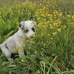 Ember - White and red merle female Border Collie puppy in Owenton, Kentucky from Three16 Ranch