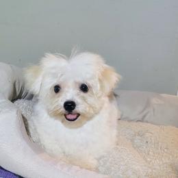 Kitty Hawk - White female Havanese puppy in Gainesville Ocala, Florida from Curly Que Standard Poodles and Havanese
