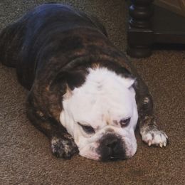Brutus - Bulldog