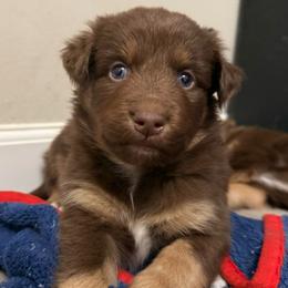 Aurora - Red tri-color female Australian Shepherd puppy in East Hartford, Connecticut from CT Aussies