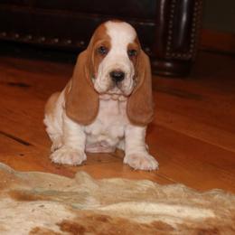 Marshall - Black tan and white male Basset Hound puppy in Missouri from Clevenger Farms