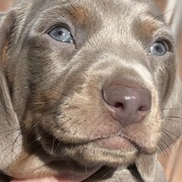 Dachshund Puppies from Empire's Dachshunds