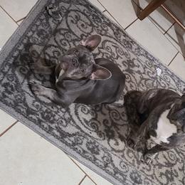 French Bulldogs from Stephanie Dunagan