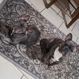 French Bulldogs from Stephanie Dunagan
