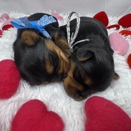 Yorkshire Terrier puppies from Teenie Sweeties Yorkies