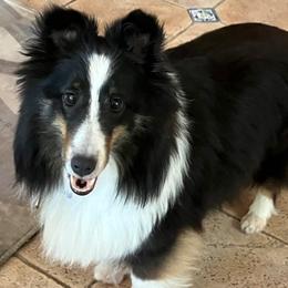 Shetland Sheepdog puppies from Xanadu Shelties