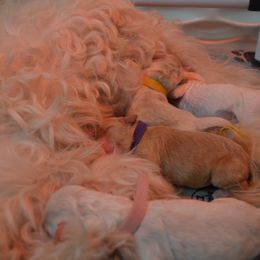 Australian Labradoodles from South Point Labradoodles