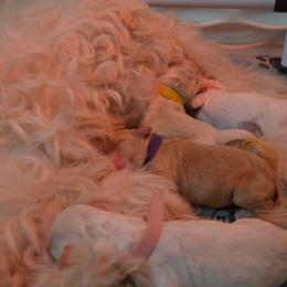 Australian Labradoodles from South Point Labradoodles