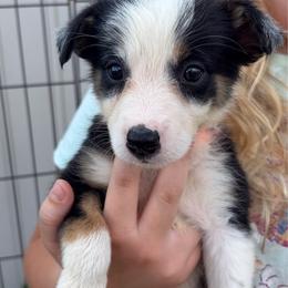 Annie - Tri-color female Border Collie puppy in Shawnee, Oklahoma from Cross K Working Collies - Pure Bred Border Collies