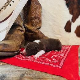'Apollo' - Red tri-color male Australian Shepherd puppy in Durand, Wisconsin from Larson’s Legacy Aussome Aussie Kennels