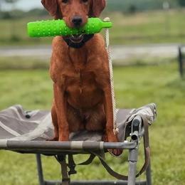 Rain - Labrador Retriever