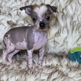 Tiny girl - Slate Chinese Crested puppy in Capac, Michigan from Puddles Palace Puppies