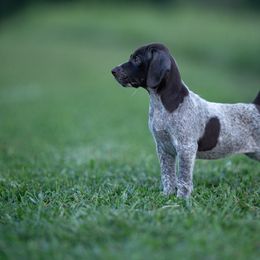 German Shorthaired Pointer and Vizsla Puppies from Nosam Kennels- Hungarian Vizslas, and German Shorthairs Located in Kentucky