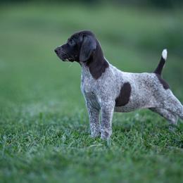German Shorthaired Pointer and Vizsla Puppies from Nosam Kennels- Hungarian Vizslas, and German Shorthairs Located in Kentucky