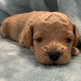 Cockapoos from Our Father’s Doodles
