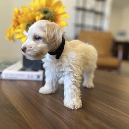 Zack (Black) - White male Miniature Schnauzer puppy in Menifee, California from Moonshine’s Minis