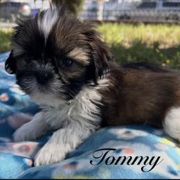 Tommy - Gold and white male Shih Tzu puppy in Hemet, California from Aloha Shih Tzu