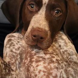 German Shorthaired Pointers from Pinecrest German Shorthair Pointers