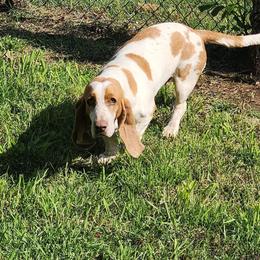 Ghost - Basset Hound