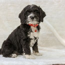 Bernedoodle and Goldendoodle Puppies from Delta Doodles and Poodles